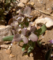 Valerianella dufresnia