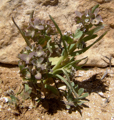 Valerianella dufresnia