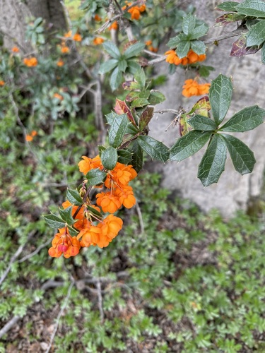 Image of Berberis ilicifolia by (c) Paul Prior, some rights reserved (CC BY)