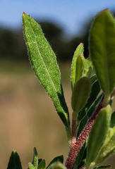 Crocanthemum canadense