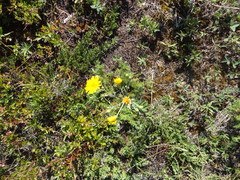 Hieracium umbellatum umbellatum