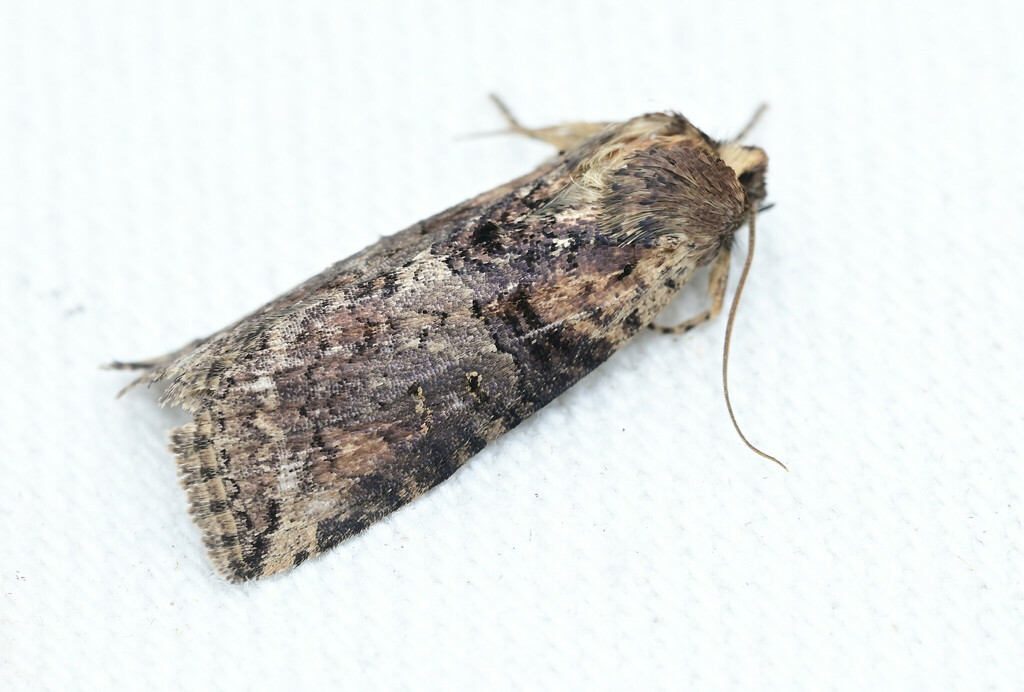Epipsestis
