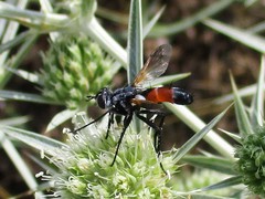 Cylindromyia brassicaria