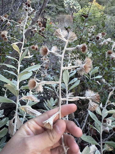 Image of Hazardia detonsa by (c) Cayman Lanzone, some rights reserved (CC BY)
