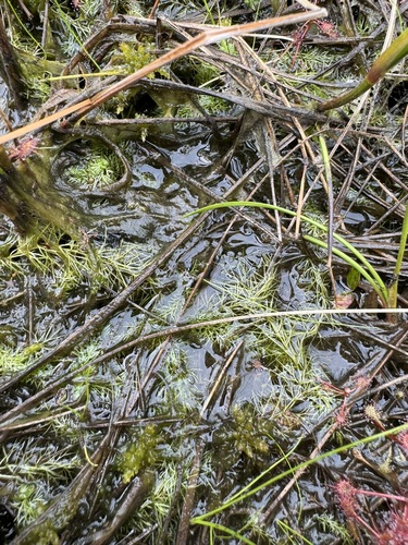 Utricularia intermedia iNat (3)