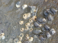 Gnorimosphaeroma oregonense