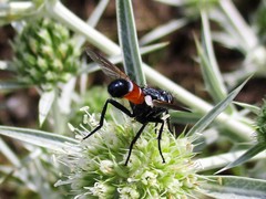 Cylindromyia brassicaria