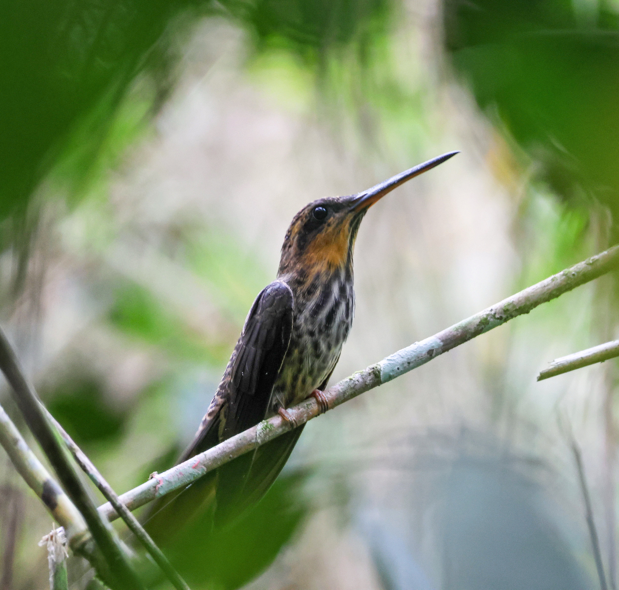 Saw-billed Hermit illustration