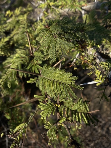 Image of Vachellia macracantha by (c) Ingvild Riska, some rights reserved (CC BY)