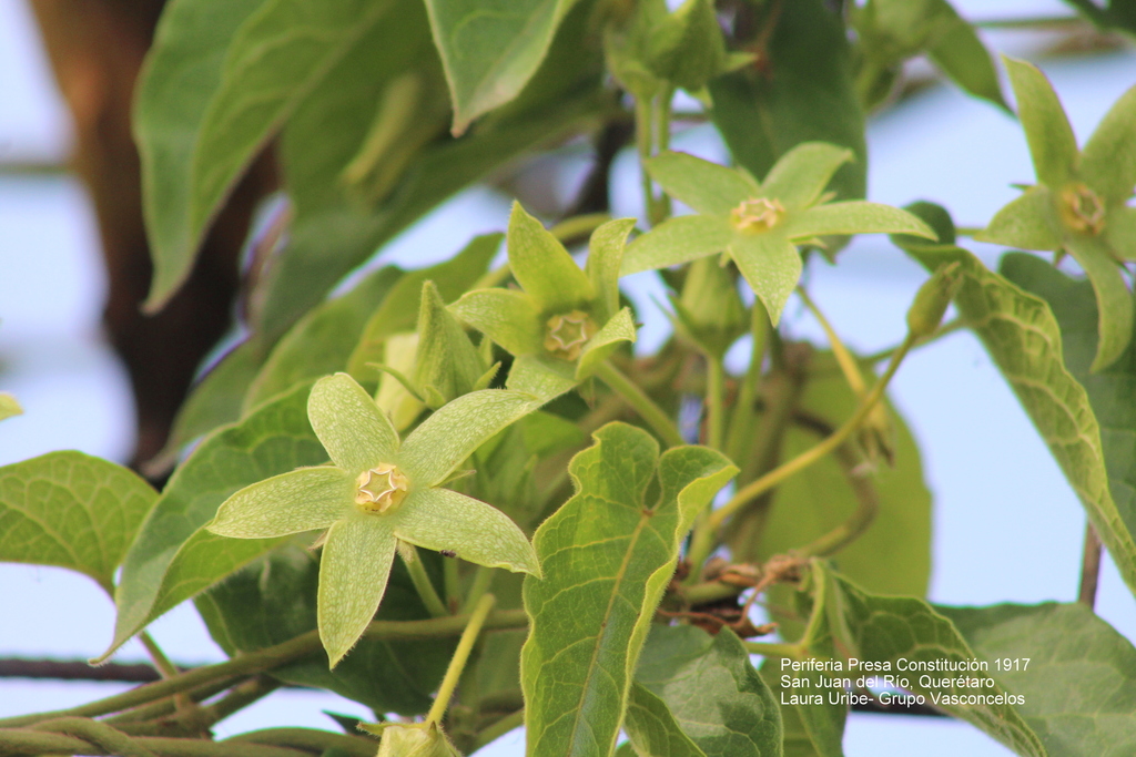 Gonolobus grandiflorus