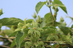 Gonolobus grandiflorus