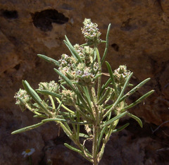 Plantago phaeostoma