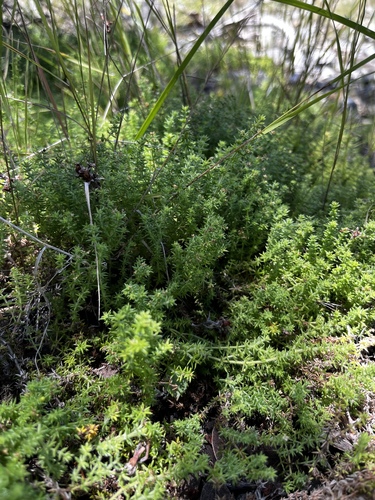 Image of Galium hardhamiae by (c) Mike Heine, some rights reserved (CC BY)