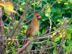 Cardinalis cardinalis saturatus