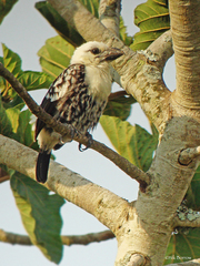 Lybius leucocephalus