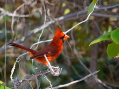 Cardinalis cardinalis saturatus
