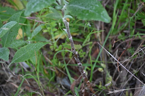 Image of Senecio hypoleucus by (c) jraus, some rights reserved (CC BY-SA)
