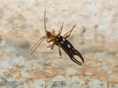 Forficula smyrnensis