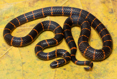 Annellated Coral Snake photo 1