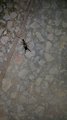 Forficula smyrnensis