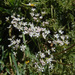 Astomaea seselifolium - Photo (c) Ron Frumkin, some rights reserved (CC BY-NC), uploaded by Ron Frumkin