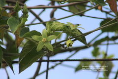 Gonolobus grandiflorus
