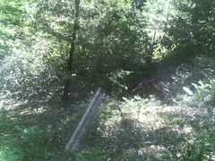 Canis latrans ochropus