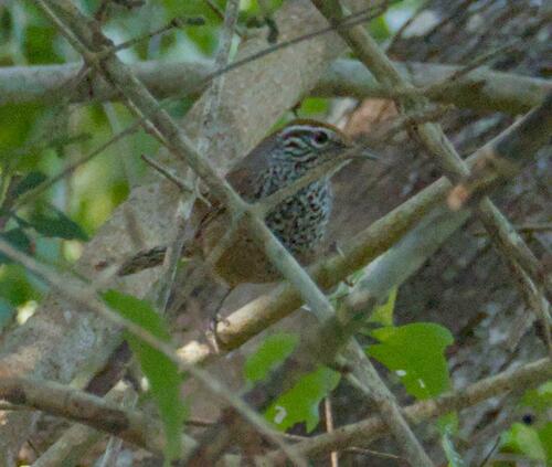 Spot-breasted Wren (Pheugopedius maculipectus), photo 10