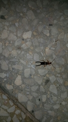 Forficula smyrnensis