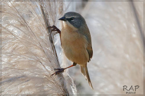 Long-tailed Reed-finch