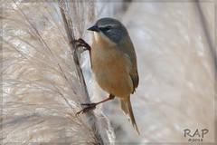 Long-Tailed Reed Finch photo 2
