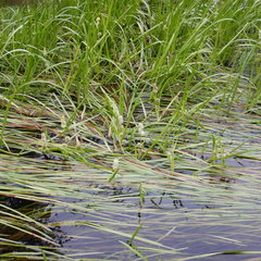 Sparganium angustifolium