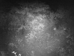 Canis latrans ochropus