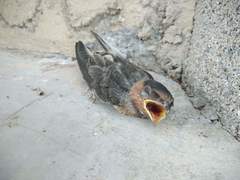 Petrochelidon pyrrhonota