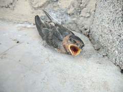 Petrochelidon pyrrhonota
