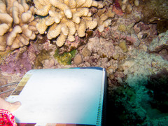 Acanthastrea echinata