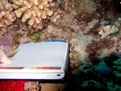 Acanthastrea echinata