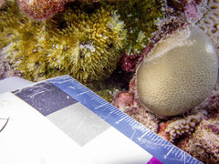 Acanthastrea echinata