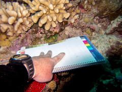 Acanthastrea echinata