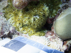 Acanthastrea echinata