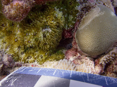 Acanthastrea echinata