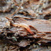 Aporrectodea tuberculata - Photo (c) jozien,  זכויות יוצרים חלקיות (CC BY-NC), הועלה על ידי jozien