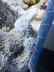 Montipora tuberculosa