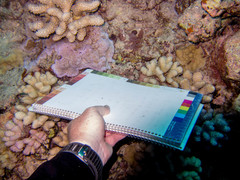 Montipora tuberculosa