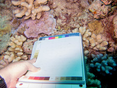 Montipora tuberculosa