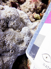 Montipora tuberculosa