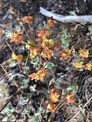 Eriogonum marifolium