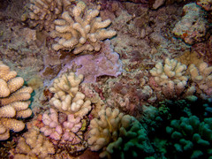 Montipora tuberculosa
