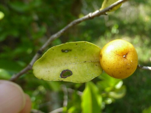 Diospyros flavocarpa observed 2024-11-04