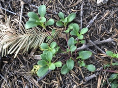 Arctostaphylos uva-ursi